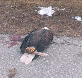 dead bald eagle