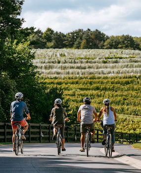 Biking near a vineyard 