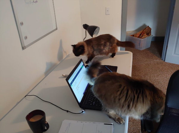 cats in home office