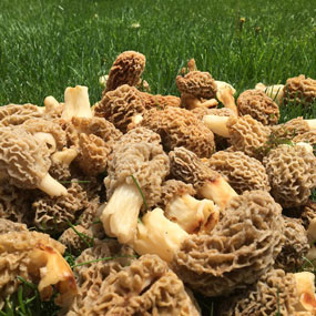 Morel mushrooms