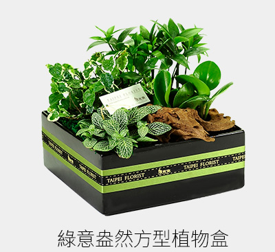 台北花苑綠意盎然方型植物盒