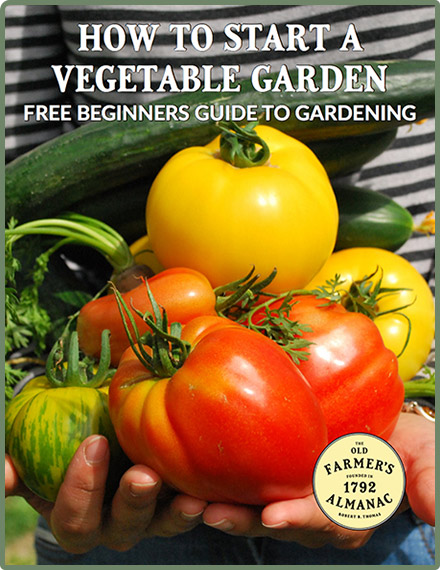 How to Start a Vegetable Garden