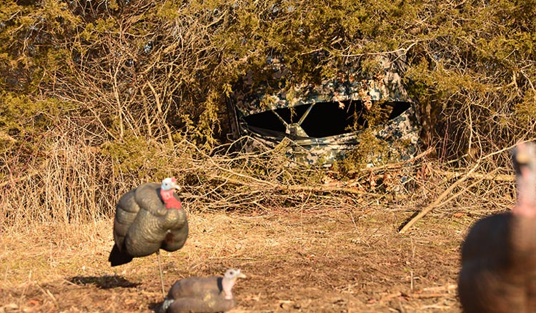 The Best Blinds for Bowhunting Turkeys