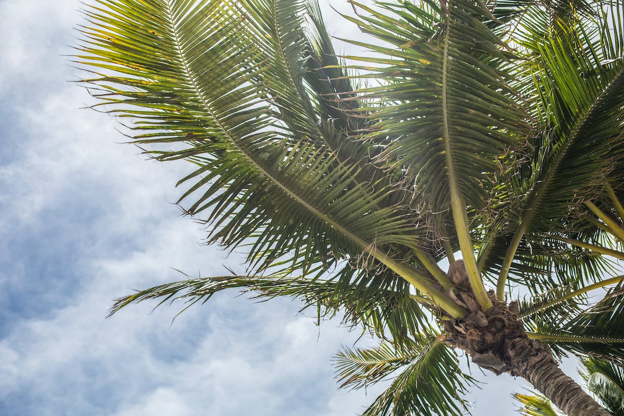 Florida palms