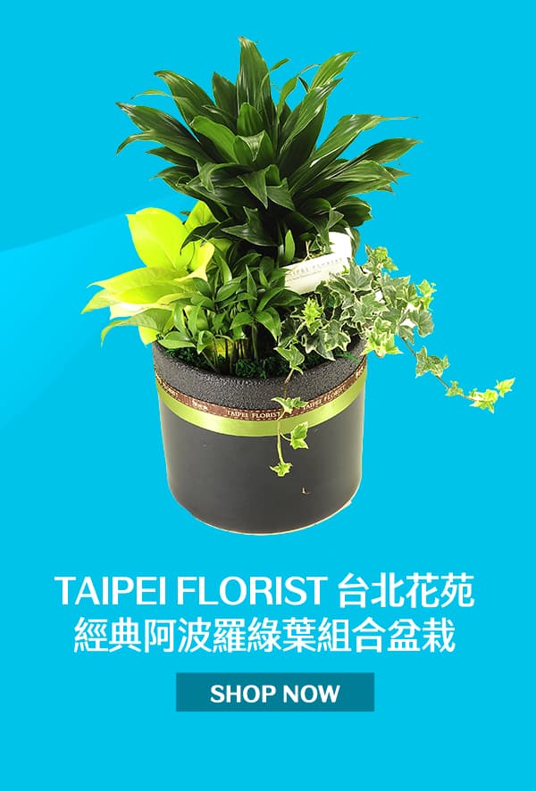 Taipei Florist 台北花苑 經典阿波羅綠葉組合盆栽