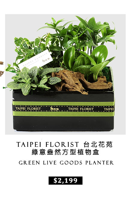 台北花苑 綠意盎然方型植物盒