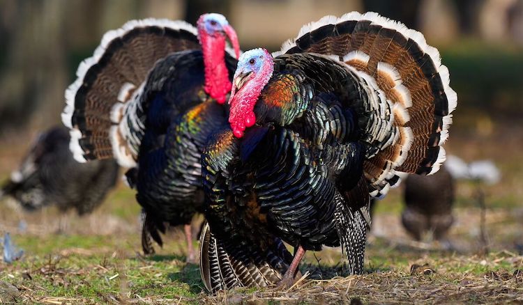 Make It the Best Turkey Season of Your Life