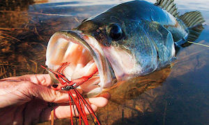 Throw Critter Lures to Catch Hungry Fall Bass