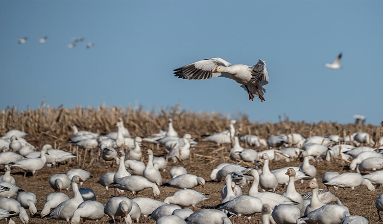 Missouri Officials Confirm Avian Influenza